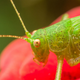 Illustration for article titled Why Crickets Make Such Excellent Thermometers